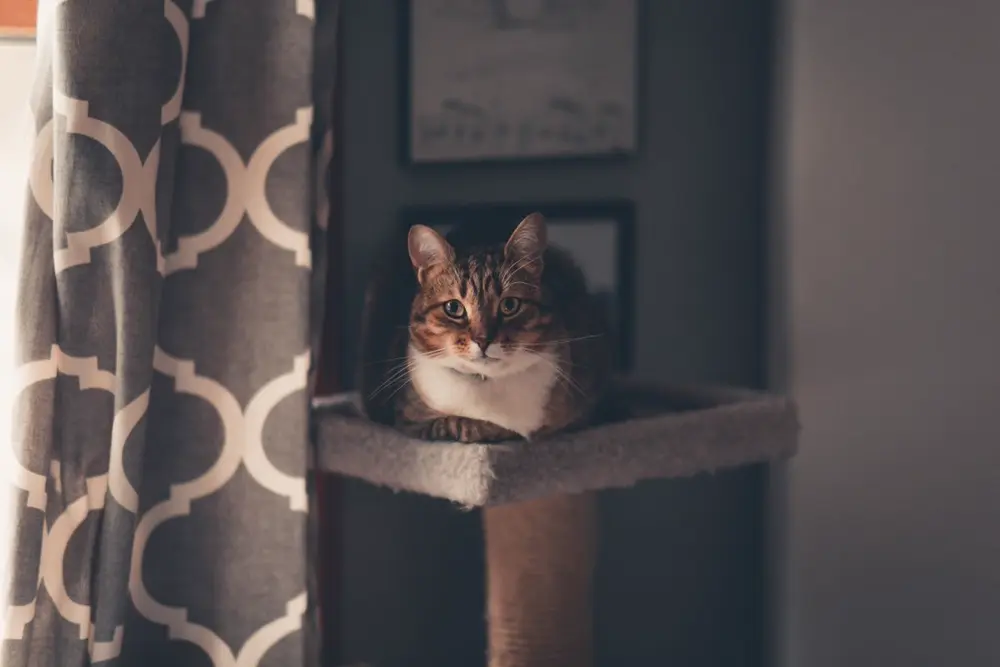 Gato atigrado sobre un rascador junto a una ventana, ambiente hogareno acogedor, referencia al contenido de lifestyle y mascotas en Instagram Chile